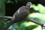 IMG_0974a