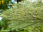 DSC_2457_1024X768