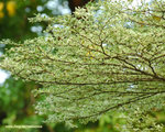 DSC_2457_1280X1024