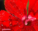 DSC_3311_1280X1024