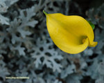 DSC_3587_1280X1024
