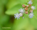 DSC_8726_1280X1024