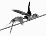 ���� Midair Stir