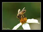 macrobee
