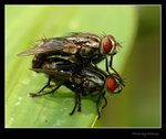 DSC_6933a