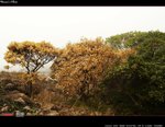 IMG_1099a