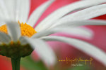 IMG_5923-23