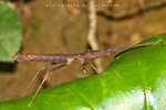 IMG_0181-81