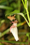 IMG_0187-87