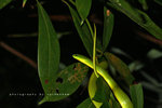 IMG_6867-67