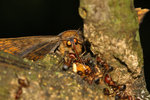 IMG_8896-96