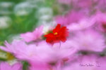 IMG_5958-58