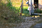 IMG_7114-14