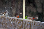 IMG_6646-46
