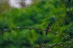 IMG_6678-78
