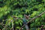 IMG_6684-84