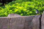 IMG_6702-02