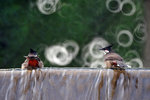 IMG_6775-75
