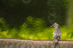 IMG_7973-73
