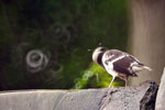 IMG_8018-18
