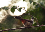 IMG_8031-31
