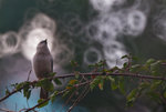 IMG_8065-65