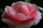 IMG_0311-11