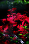 IMG_1774-74