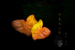 IMG_2046-46