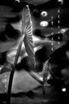 IMG_2637-37