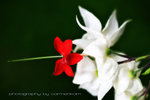 IMG_2923-23
