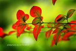 IMG_3395-95