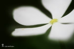 IMG_6150-50