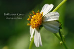 IMG_7364-64