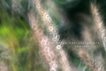 IMG_7786-86