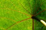 IMG_8193-93