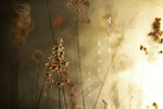 IMG_8511-11