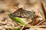 Taractrocera maevius �����˽� 