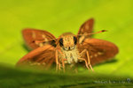 
IMG_8141-41
