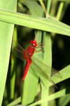 
IMG_6487-87