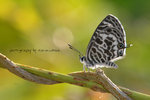 
IMG_9786-86