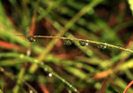 IMG_2352-52