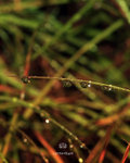 IMG_2352-52a