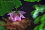 IMG_4732-32