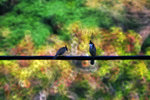 IMG_1894-94