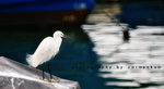 IMG_2796-96
