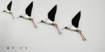 IMG_4240-ps