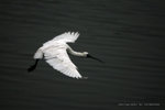 IMG_4313-13