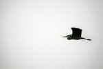 IMG_4662-62