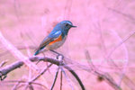 IMG_6248-48